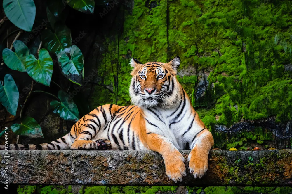 Nature & Wildlife Background
