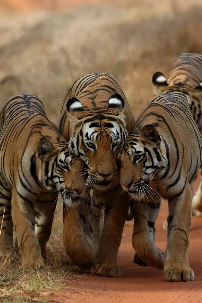 Tadoba–Andhari Tiger Reserve