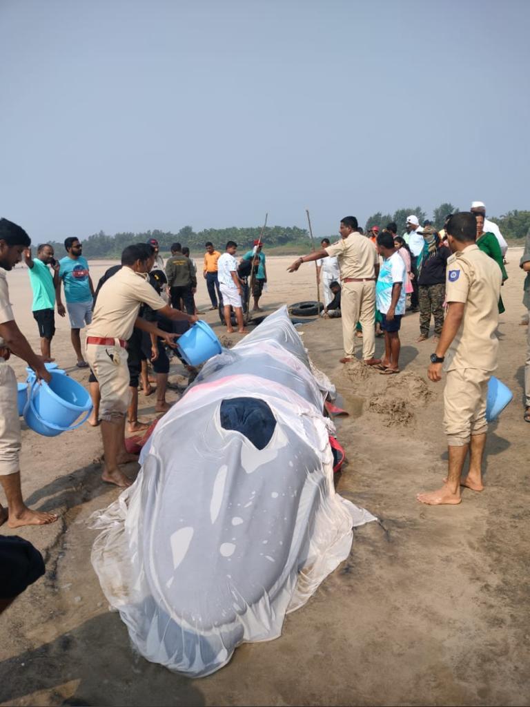 Beach cleanup initiative